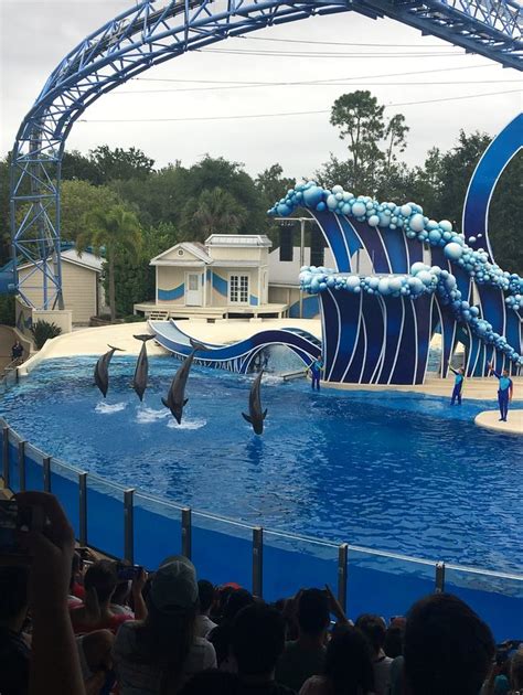 Whale Show Was Great Fun Review Of Seaworld Orlando Orlando Fl