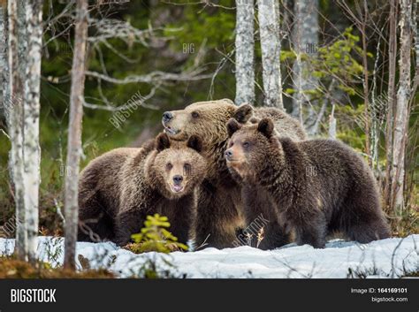 She-bear Bear-cubs. Image & Photo (Free Trial) | Bigstock