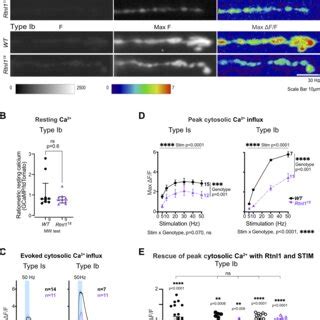 Loss Of Rtnl Decreases Evoked Cytosolic Ca Responses In Presynaptic