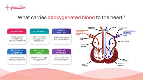 What Carries Deoxygenated Blood to the Heart?