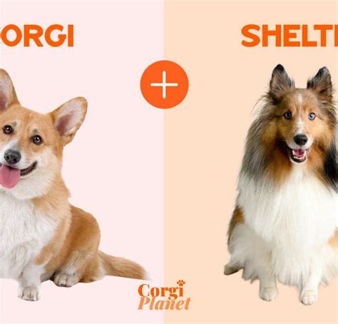 Yorkie Corgi Mix: Everything You Need to Know - Corgi Planet