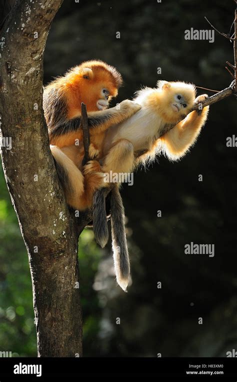 Golden Snub Nosed Monkey Rhinopithecus Roxellana Mother Grooming