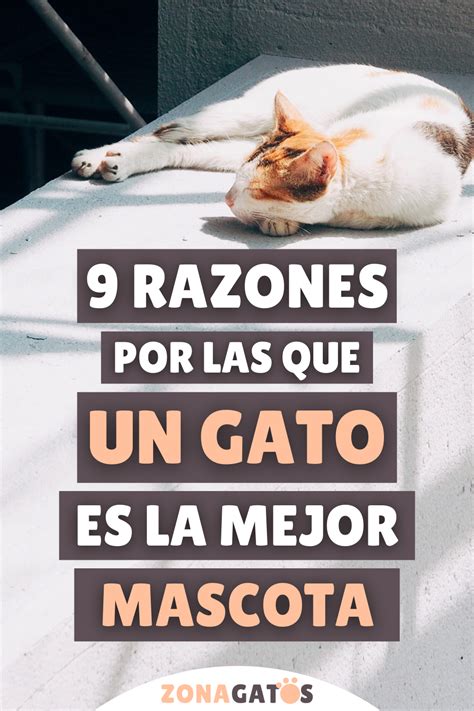 9 Razones De Peso Por Las Que Un Gato Es La Mejor Mascota Gatos