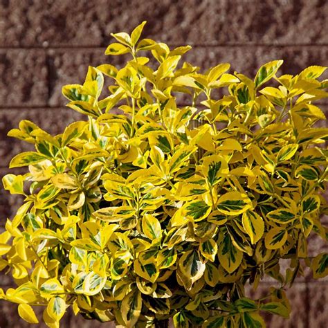 Euonymus Golden Stunning Gold Edged Variety Of Euonymus Japonicus