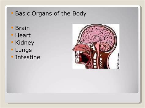 Basic Human Anatomy Ppt Powerpoint 1 Ppt