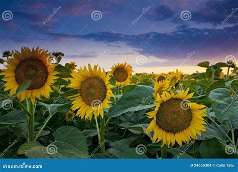 Beautiful Sunset Over Sunflower Field Stock Photo - Image of barley ...