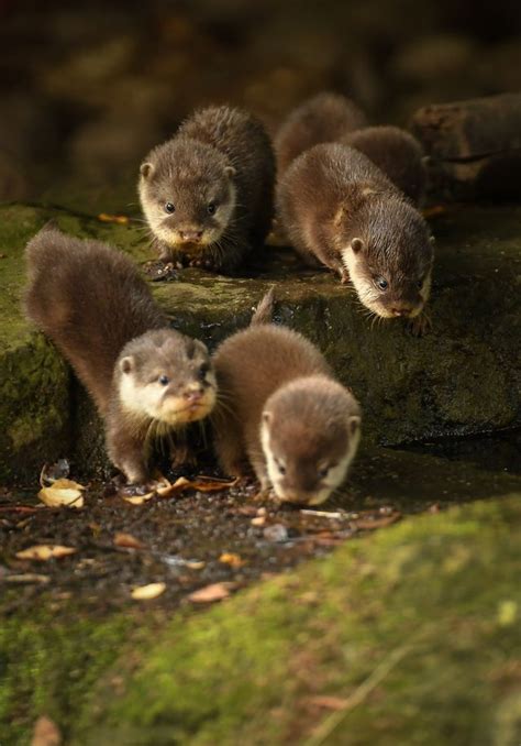 Chester Zoos Otter Pups Learn To Swim Zooborns Otters Cute Otter