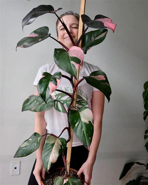 Grow And Care For Philodendron Pink Princess