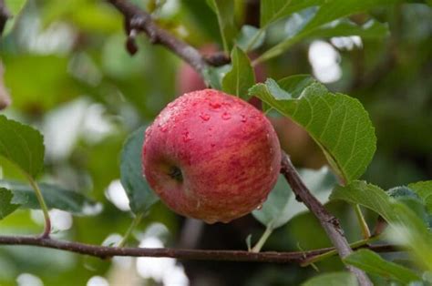 The Royal Gala Apple Minneopa Orchards