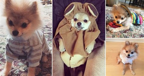 Meet Pom Pom Chewy The Fun-Loving Pomeranian Who Just Adores Dressing Up