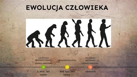 Ewolucja Cz Owieka