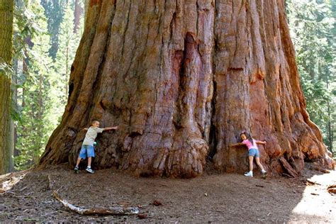 Cuál es el árbol más grande del mundo