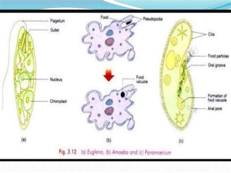 General Characteristics Of Protozoa