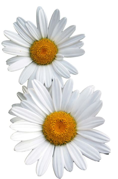 Download High Quality Transparent Flowers Daisy Transparent Png Images