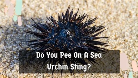 Do You Pee on a Sea Urchin Sting? Truth & Myths