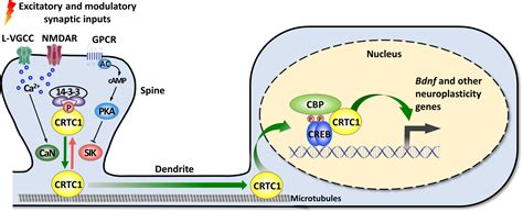 Frontiers New Insights Into The Pivotal Role Of Creb Regulated Transcription Coactivator 1 In