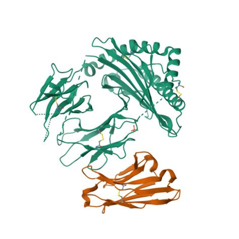 Rcsb Pdb Sr Single Chain Trimer Hla A H L Y C With Hpv