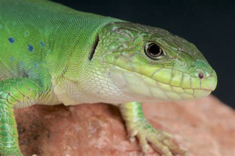 Moroccan Eyed Lizard Timon Tangitanus Stock Image Image Of Colorful