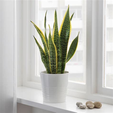 Snake Plant Benefits Types Cautions And How To Grow