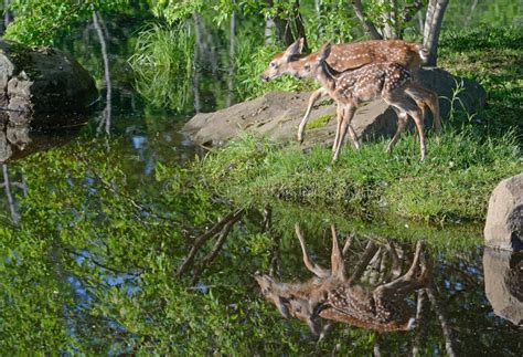 Two White Tailed Deer Fawns Reflections in Water. Stock Photo - Image of field, fawns: 49764466