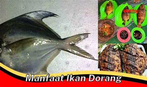 Temukan Manfaat Ikan Dorang Yang Jarang Diketahui Biotifor