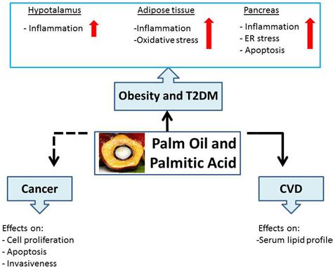 Schematic Representation Of Palm Oil And Palmitic Acid Effects On Human