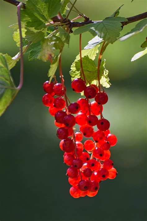 Currants Red Green Free Photo On Pixabay Pixabay