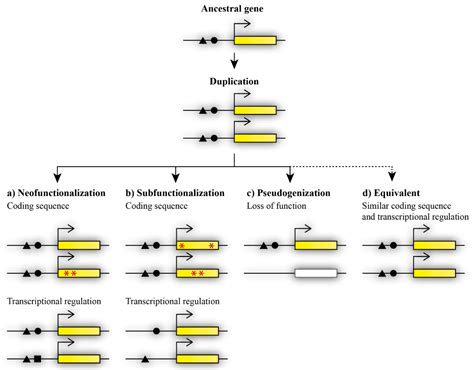 Genes Free Full Text Paralogous Genes Involved In Embryonic