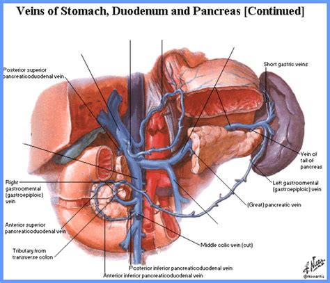 Veins Of Stomach Duodenum And Pancreas Diagram Quizlet