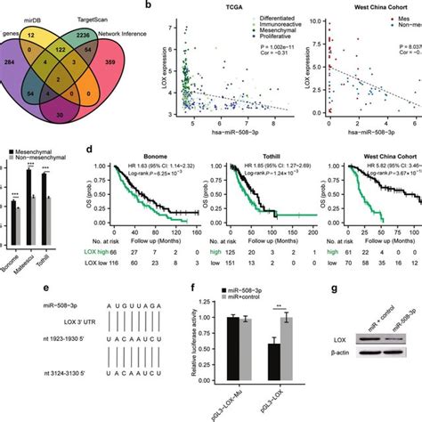 LOX Is A Downstream Target Of MiR 508 3p In Maintaining The Mesenchymal