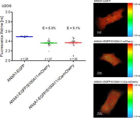 Figure 3 From FLIMFRETbased Analysis Of S100A11 Annexin Interactions