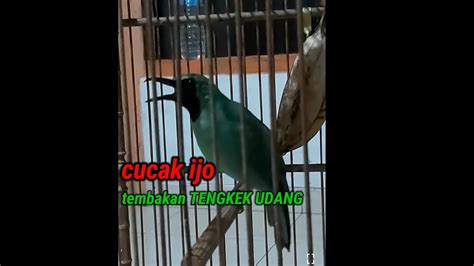 Pancingan Cucak Ijo Gacor Nembak Tengkek Udang YouTube