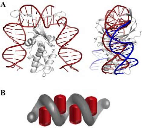 Toroidal Dna Supercoiling By Hu A Ihf Bends Its Dna Site With The Two