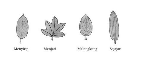 Detail Contoh Tulang Daun Menyirip Koleksi Nomer 11