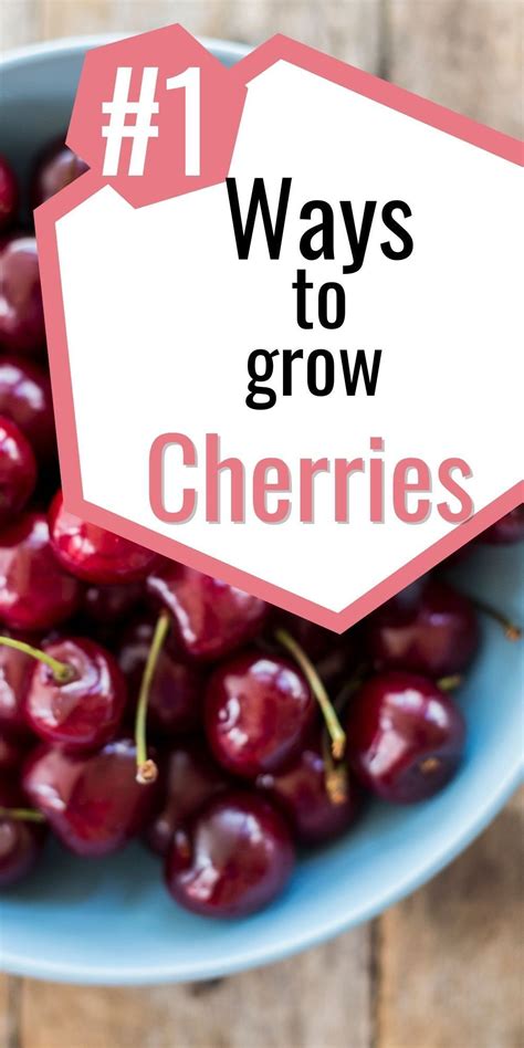 How To Grow Cherry Trees From Seed Artofit