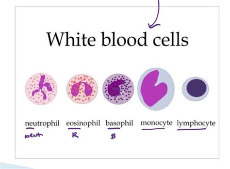 Basic Leukocyte Morphology And Function Lecture 1 Flashcards Quizlet