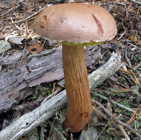 Aureoboletus Projectellus The Bolete Filter