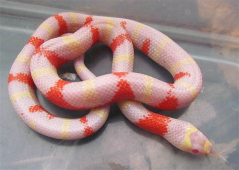 Anerythristic Honduran Milk Snake