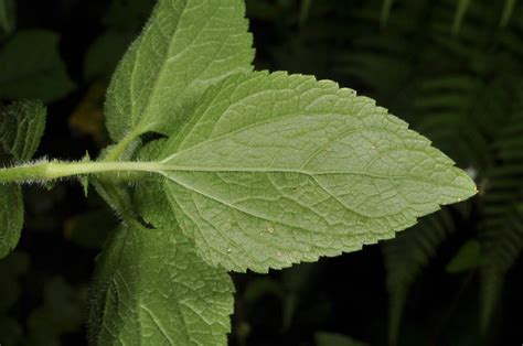 Ageratum Conyzoides Asteraceae Image At Phytoimages Siu Edu