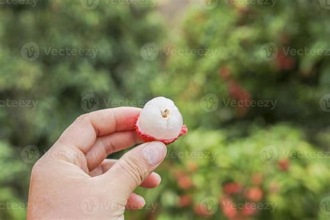 Hand Holding Lychee Fruit 10230746 Stock Photo At Vecteezy