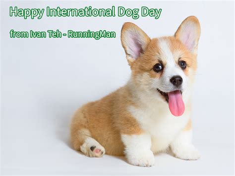 International Dog Day 2024 Ivan Teh Runningman