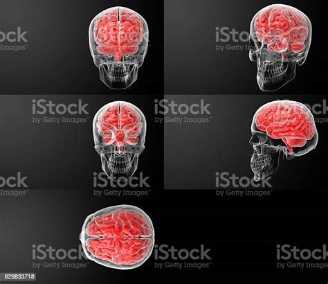 3d Render Of The Human Brain X Ray Stock Photo Download Image Now