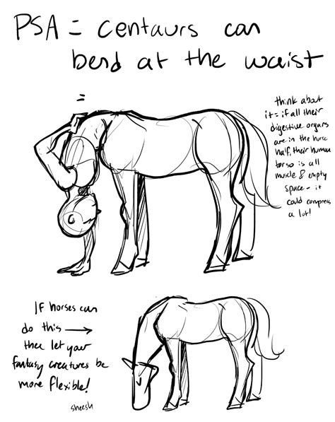 Centaur anatomy by enchantedpencilARPGs on DeviantArt