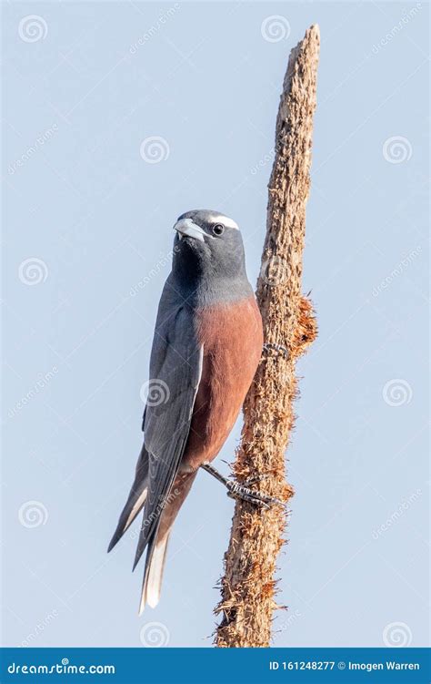 White Browed Woodswallow In Australia Stock Image Image Of Browed