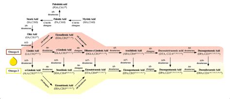 Key Enzyme In The Fatty Acids Synthesis Pathway Download