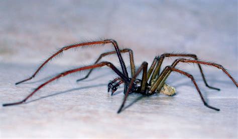 Seven Ways To Get Rid Of Spiders From Your Home Country Life Pest Control