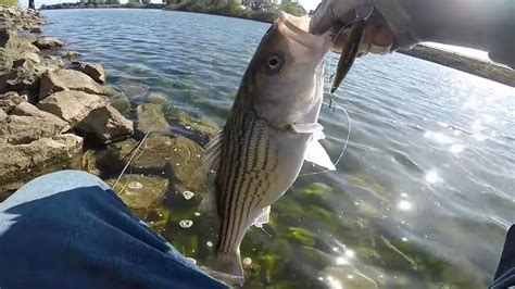 This Is The Best Lure Of All Time For Striped Bass Youtube