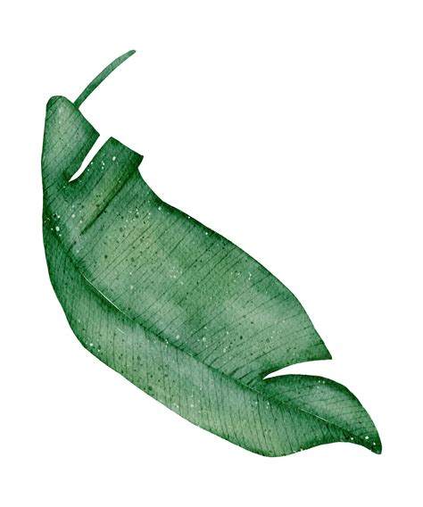 Acuarela De Elemento De Hoja 10180776 Png