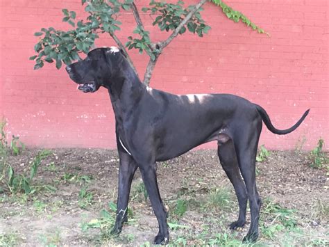 Skin problems.Our Great Dane gets a skin infection that scans over and flakes off - has to go on