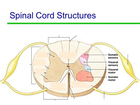 Cross Section Spinal Cord Diagram Quizlet